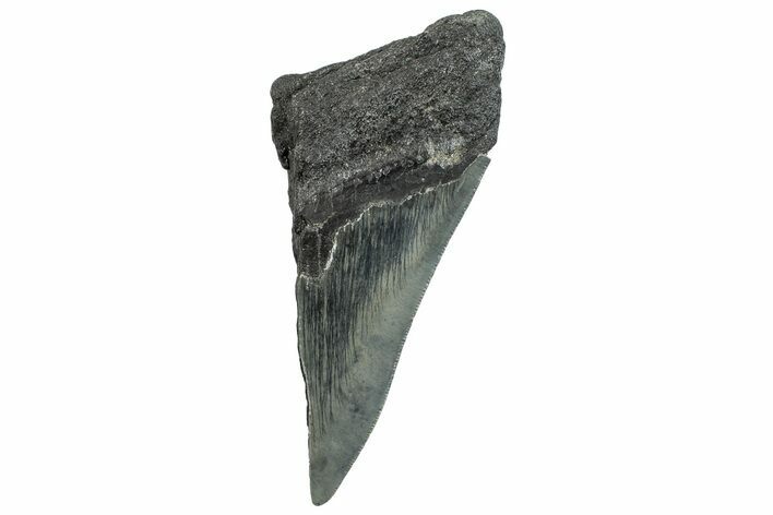 Partial Fossil Megalodon Tooth - Serrated Edge #293959